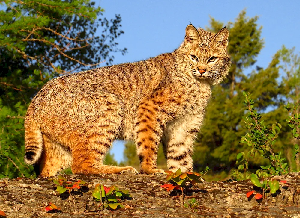 Bobcat Bobcat