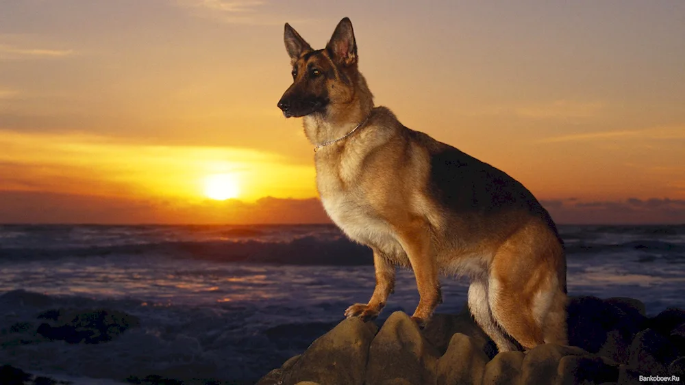 German Shepherd dog breeds