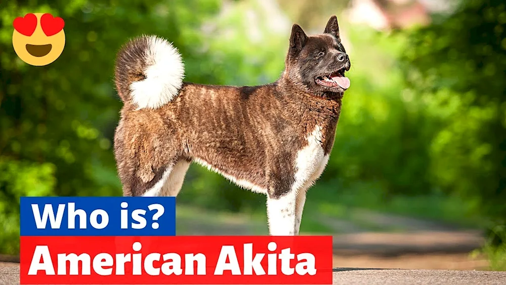 Akita- Inu