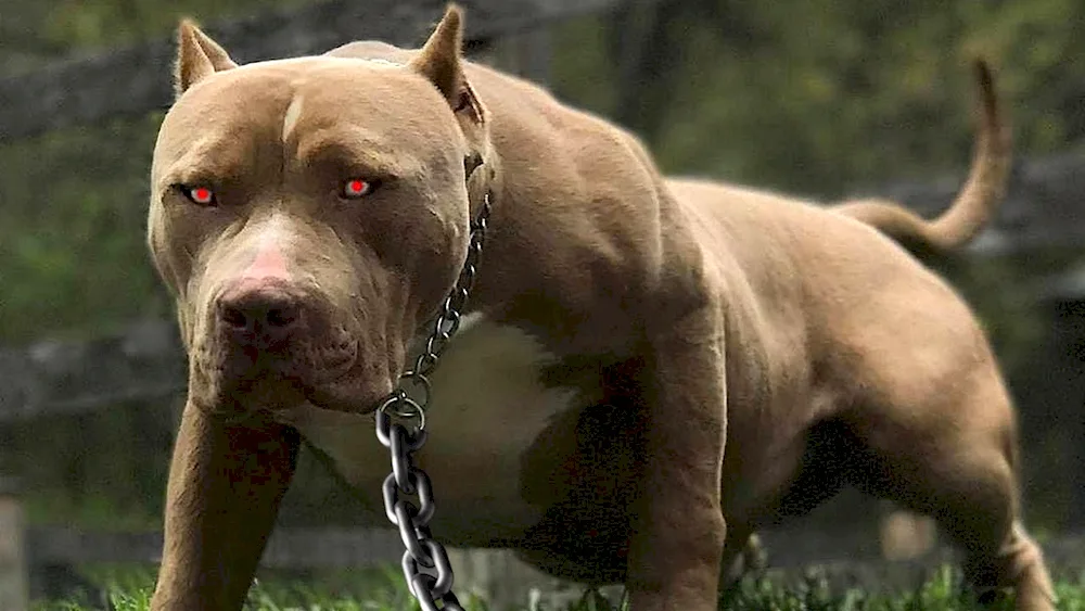 American bandog terrier