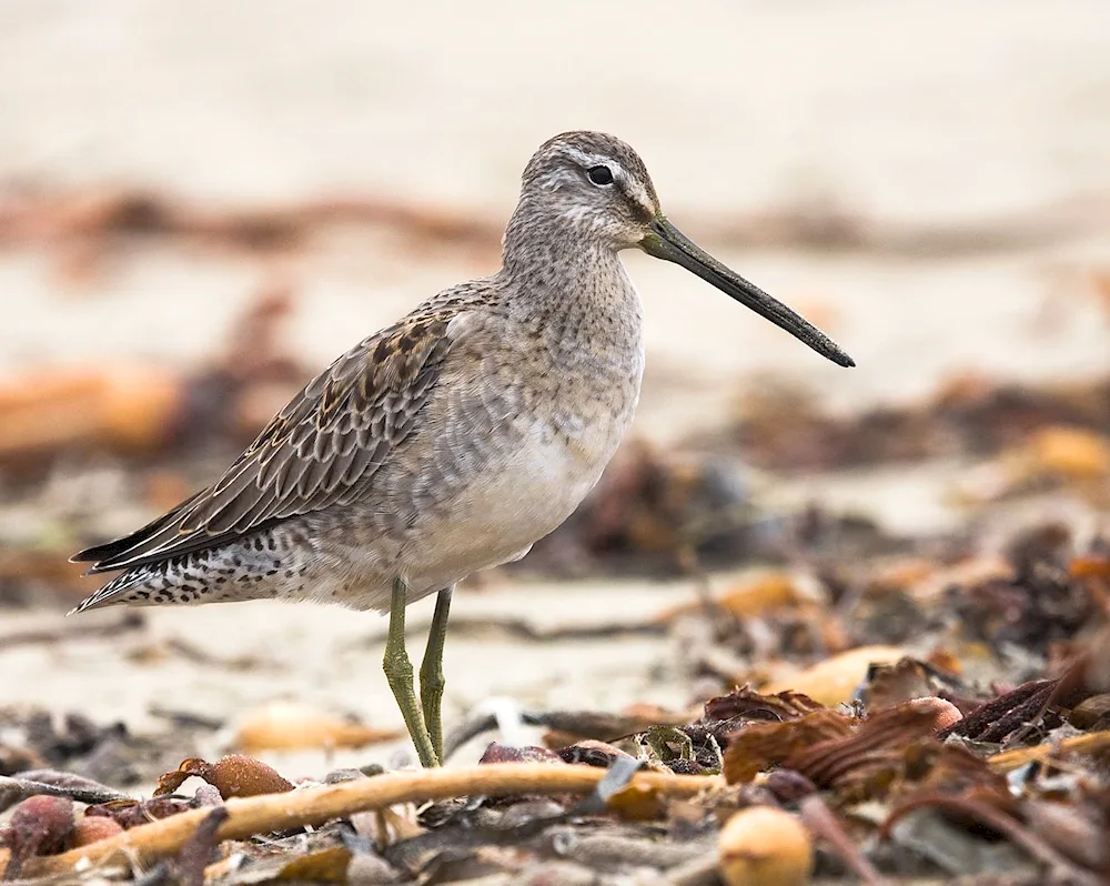 Becas sandpiper