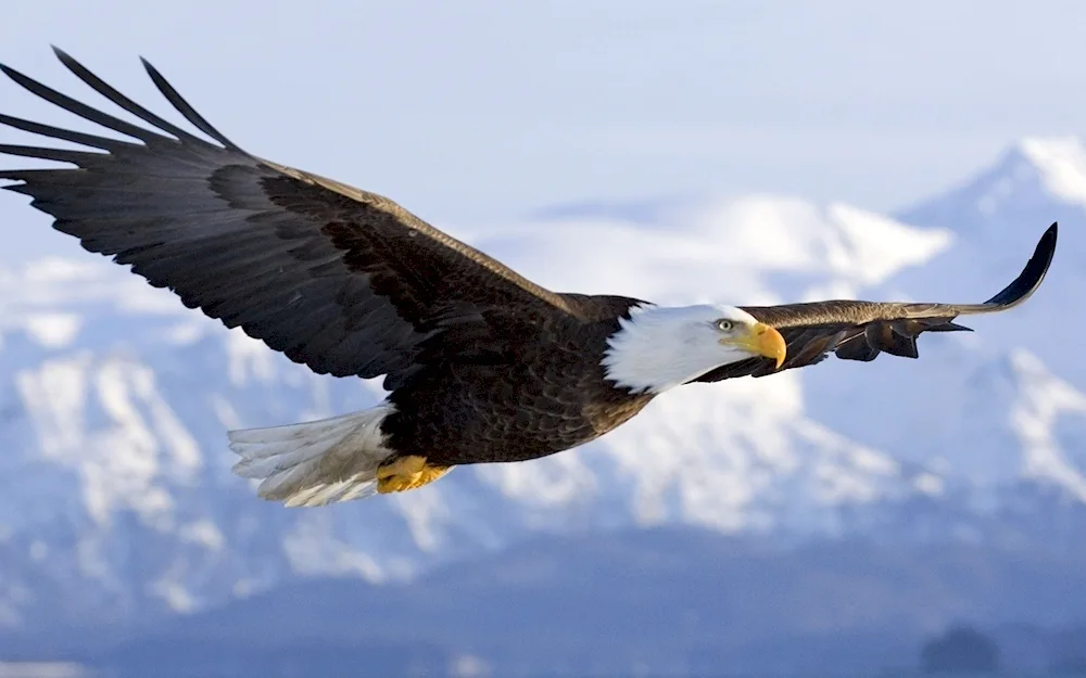 Bird taking off