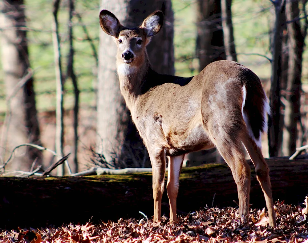 American white-tailed deer