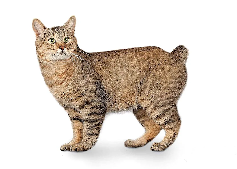 American bobtail