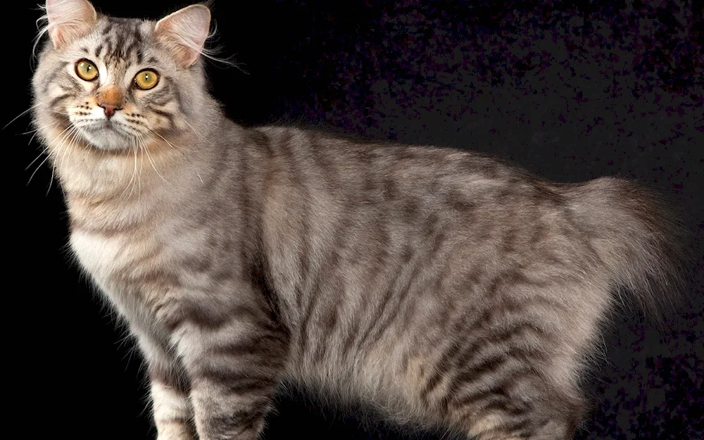 American bobtail