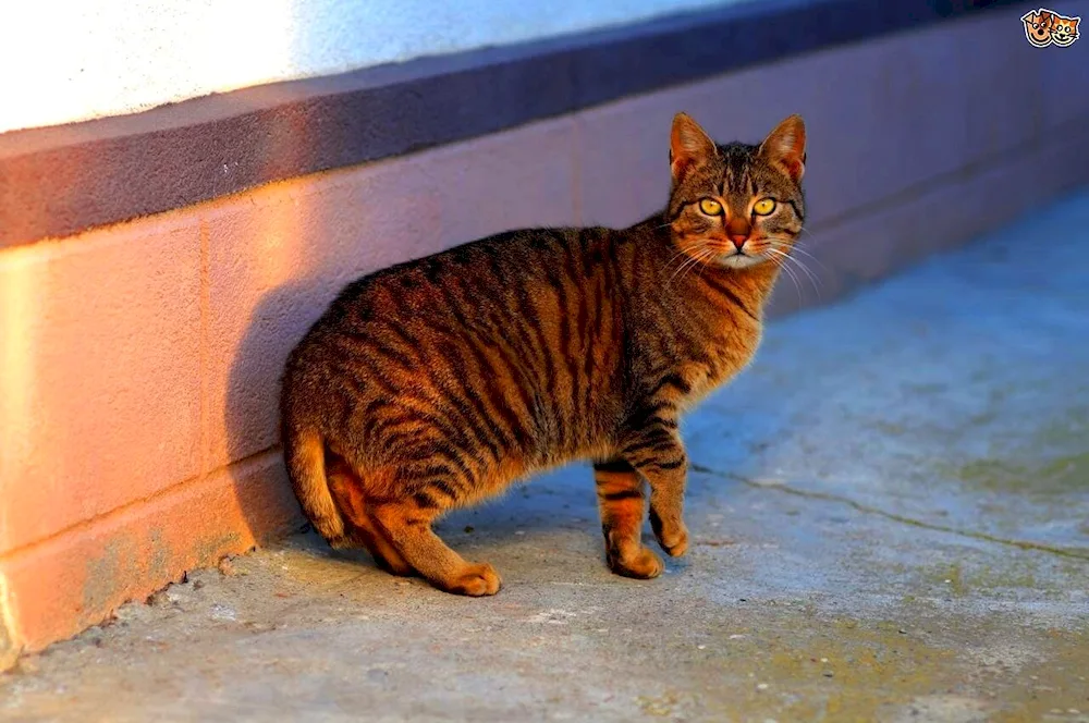 American bobtail