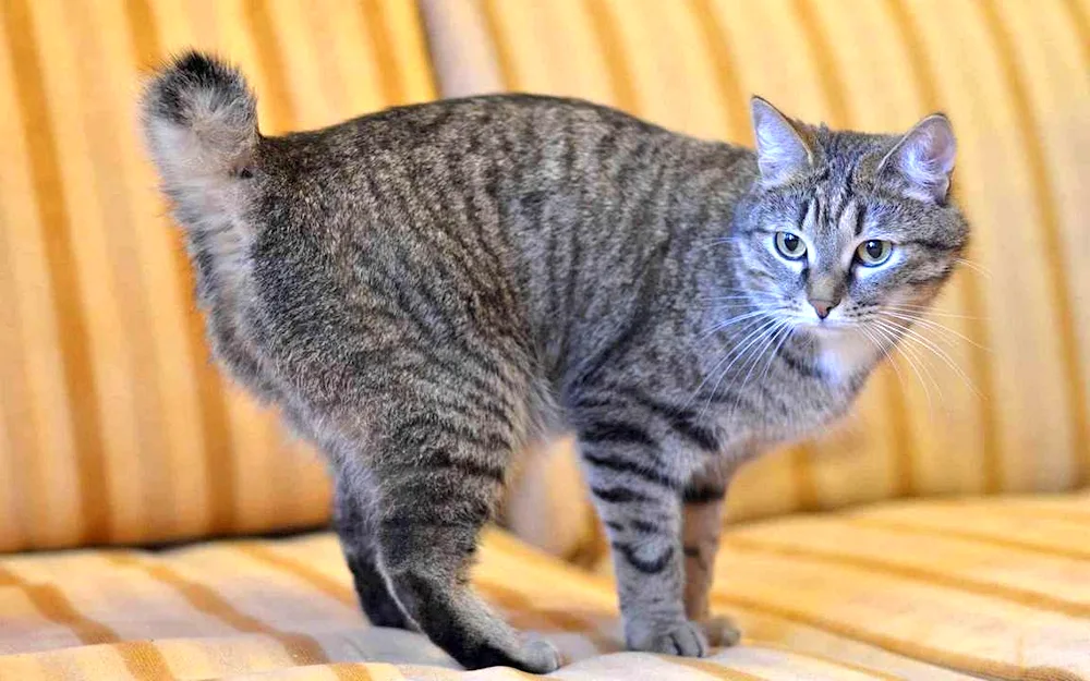 European shorthair cat