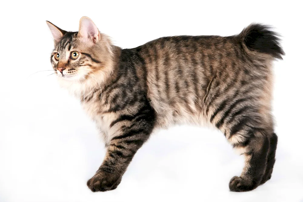 American bobtail short hair