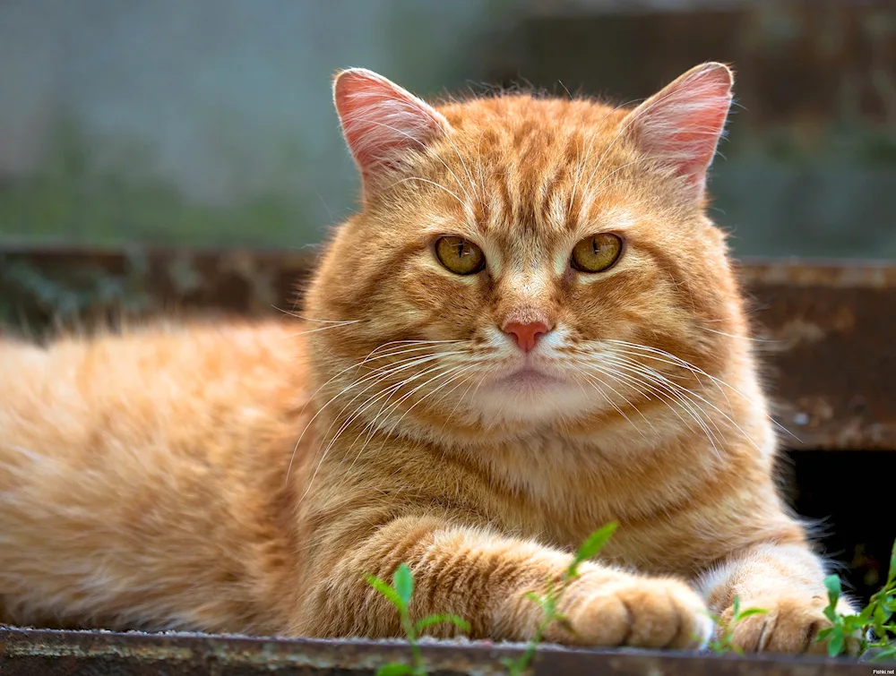 American Bobtail red cat