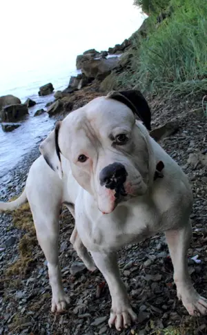 American Bulldog