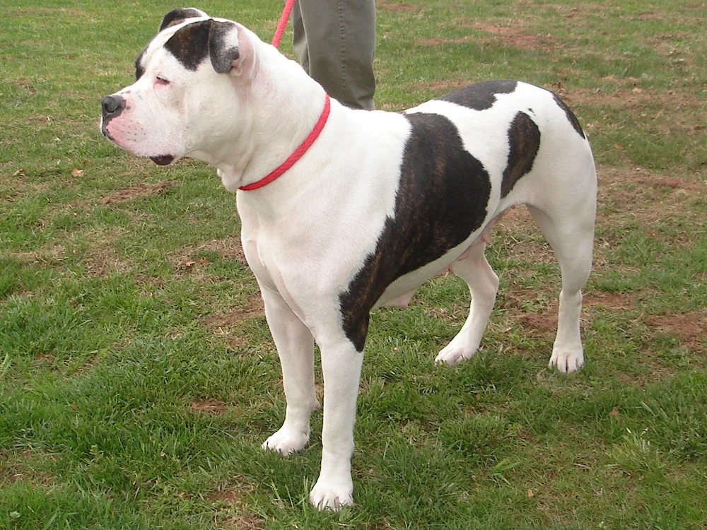 American Bulldog