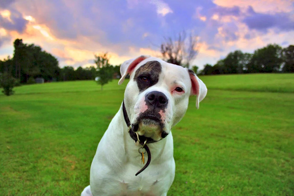 American Bulldog