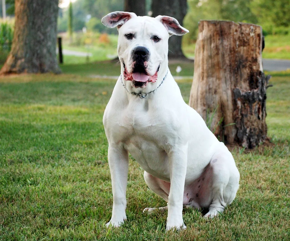 American Bulldog