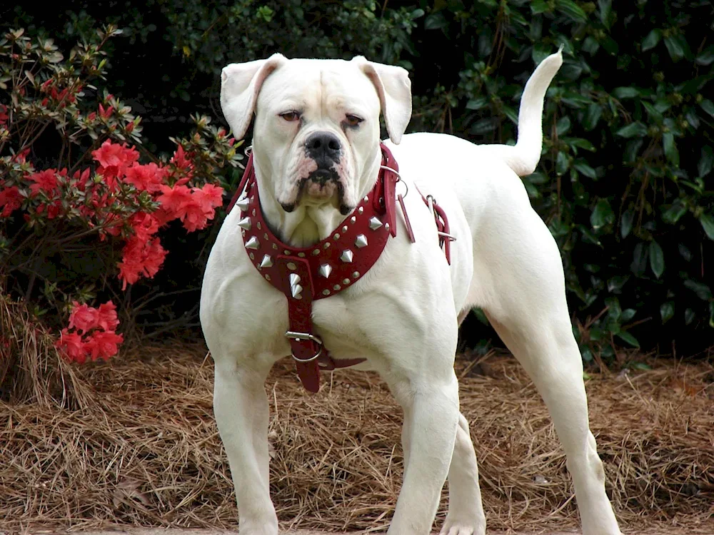 American Bulldog