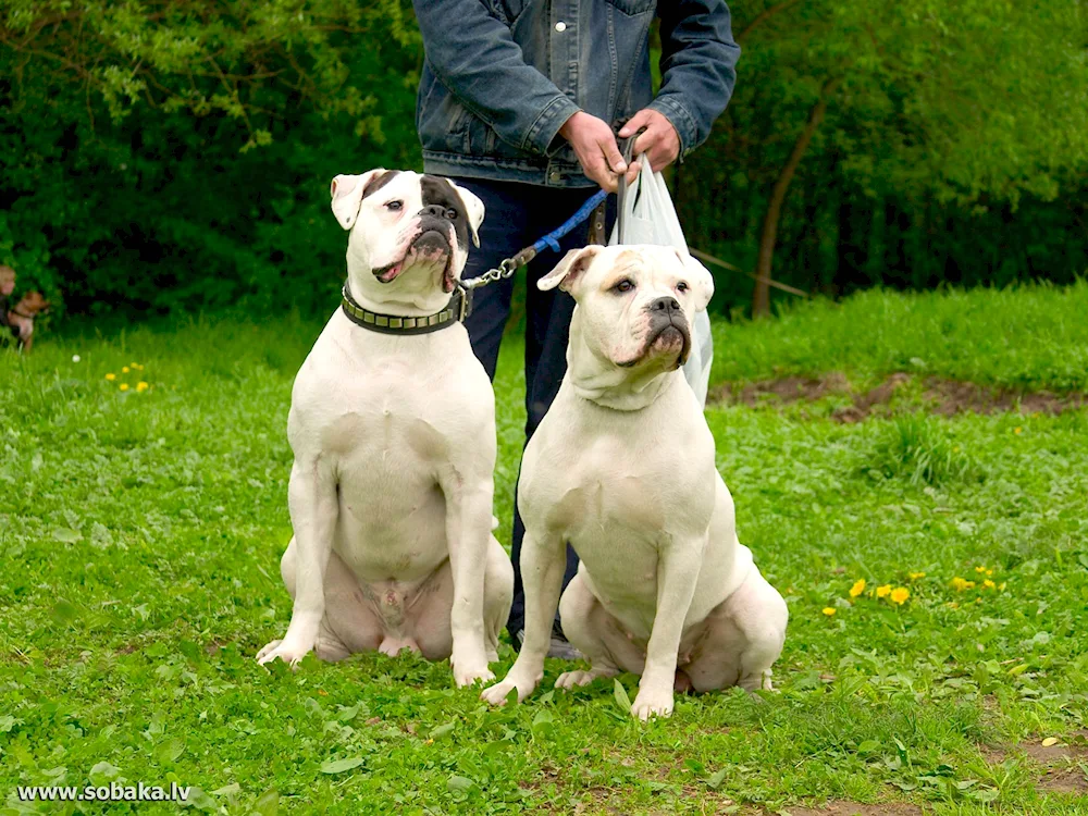 American Bulldog ambulance