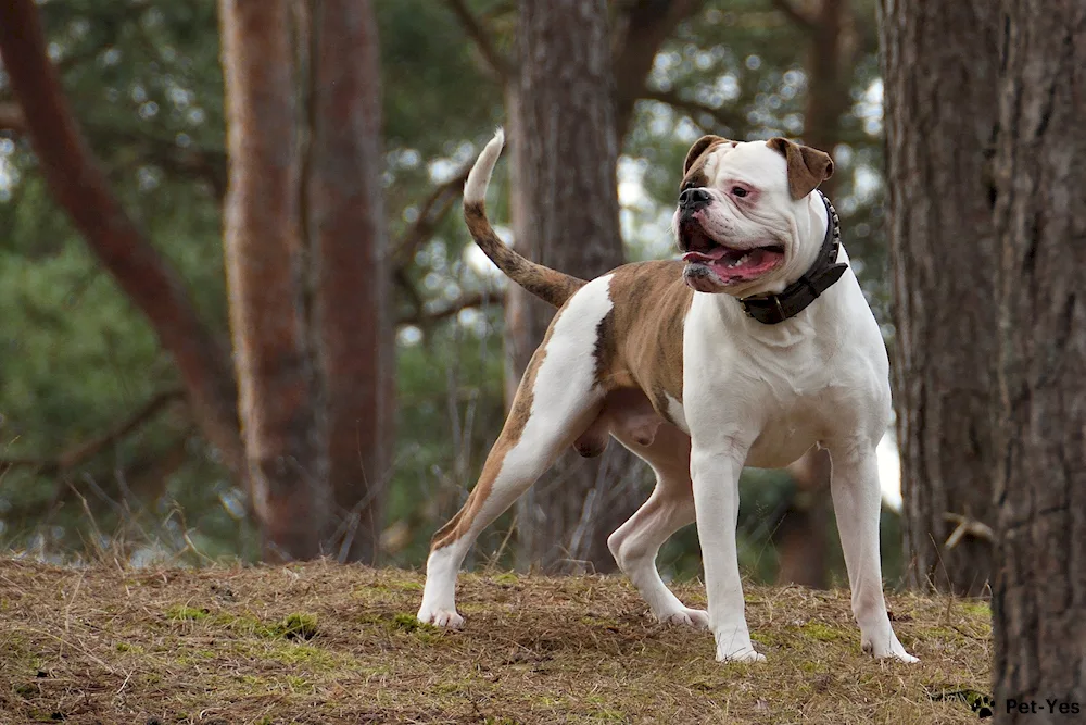 American Bulldog. Bulldog