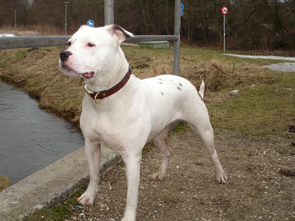 American Pit Bull Terrier