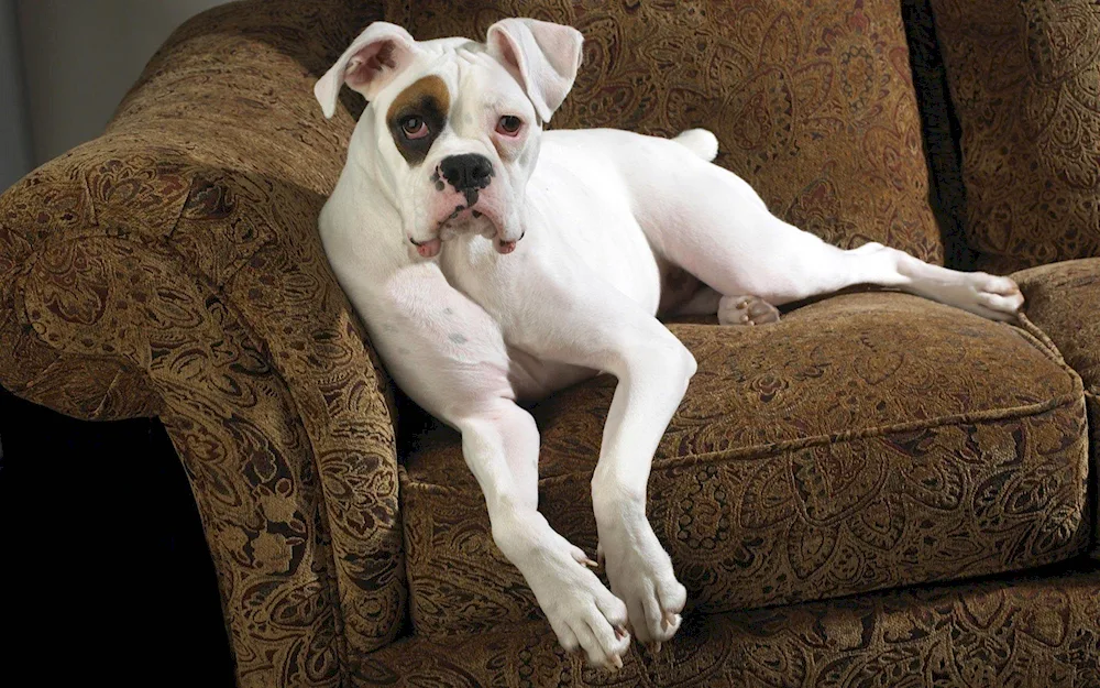 American Bulldog