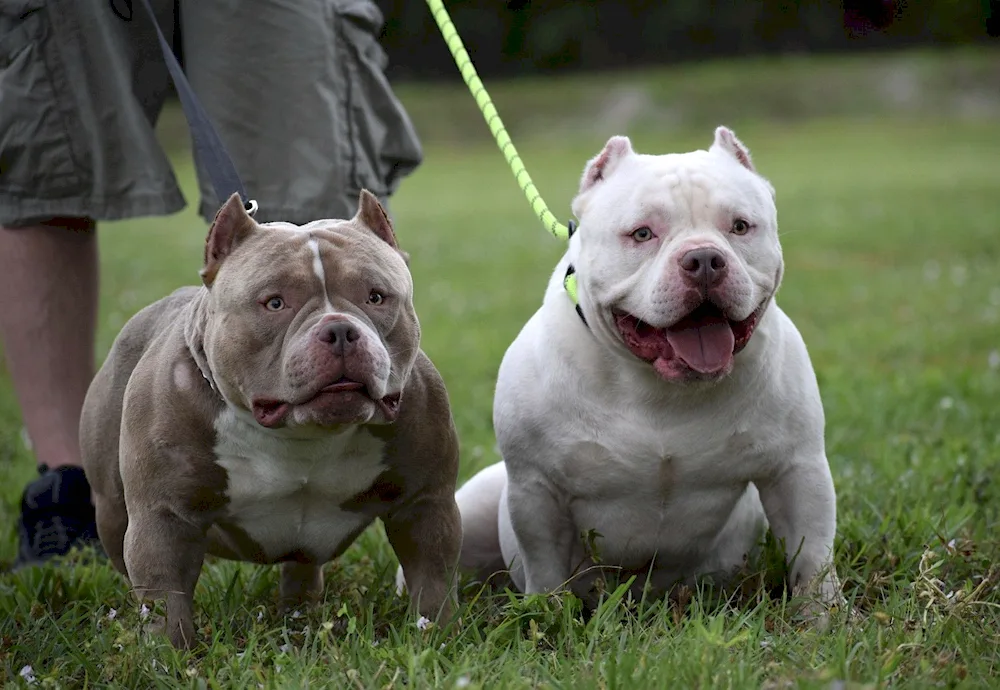 American bulldog bully