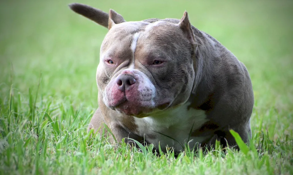 American bulldog bully