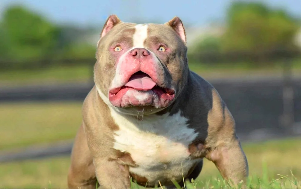 American bully dog breed. Bulldog Bullie