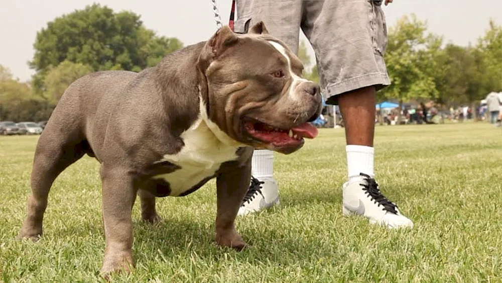 American Bulldog Bullie