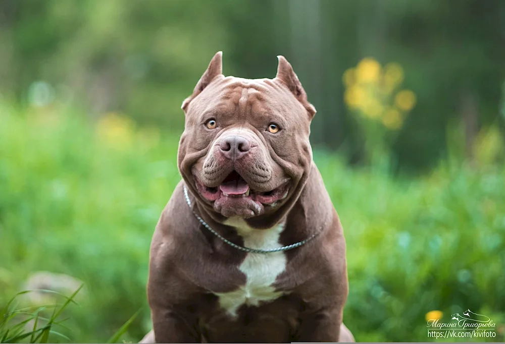 American Bulldog Bullie