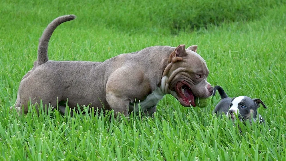 American Bulldog Bullie