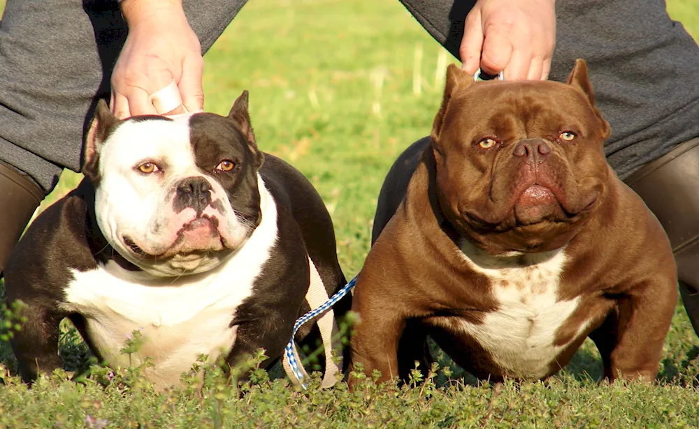 American Bulldog Bullie