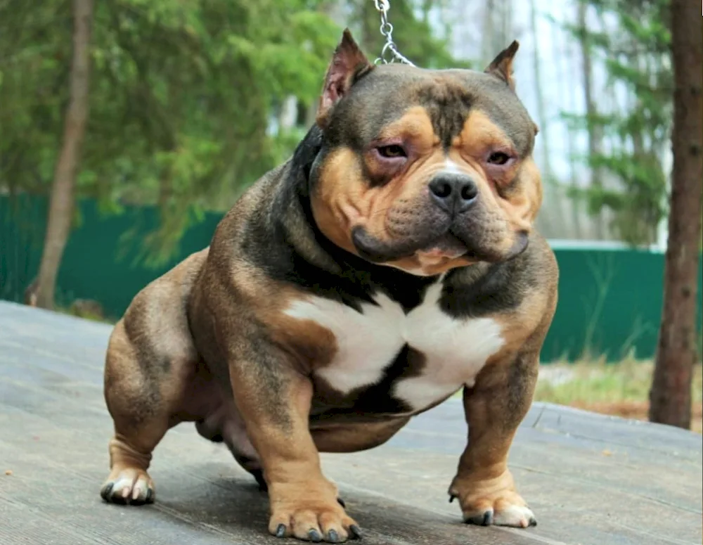 American Bulldog Bullie