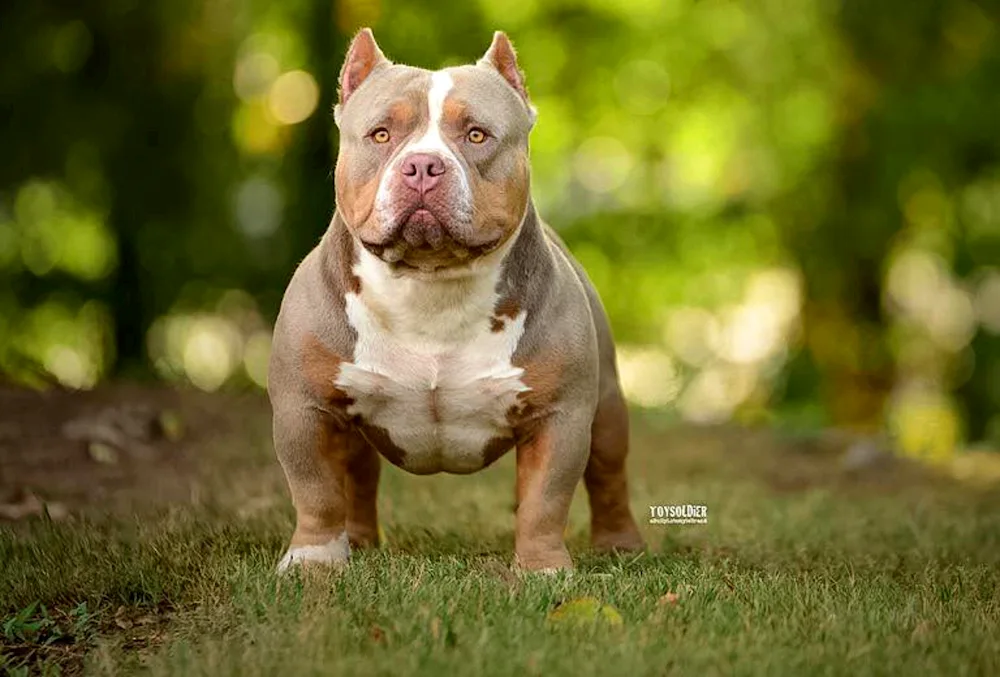 American Bulldog. Bullie