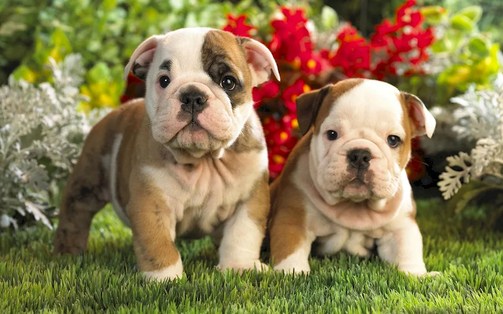 An English Bulldog dog