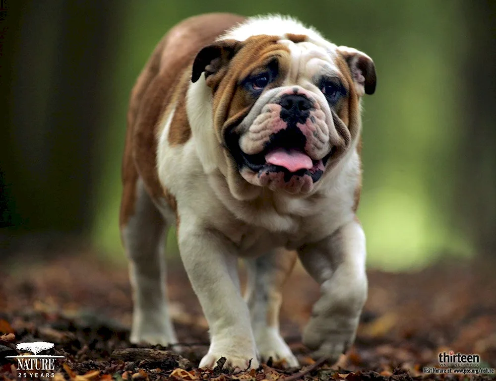 American Mastiff Roy