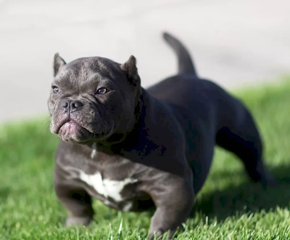 American Staffordshire terrier Bullie