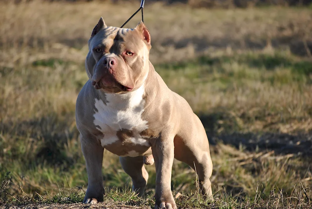 Breed Bullie dog