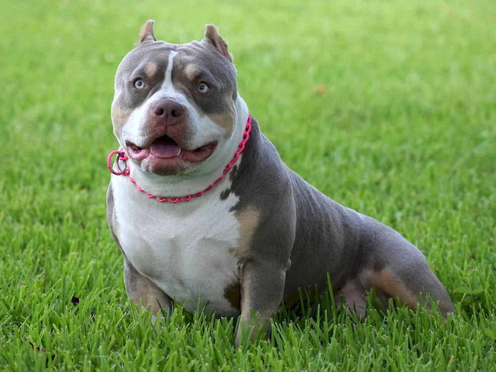 American Bullie pedigree