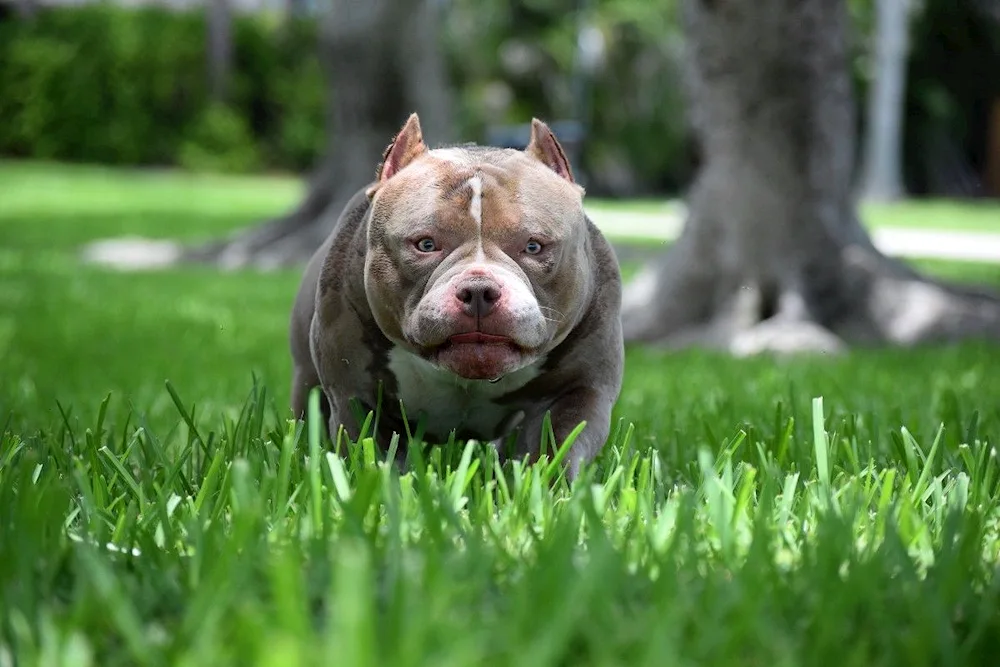 American bulldog bully