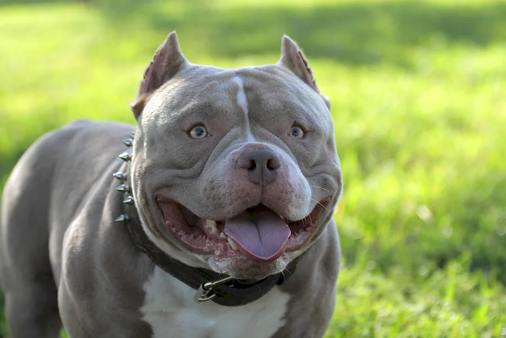 American bully