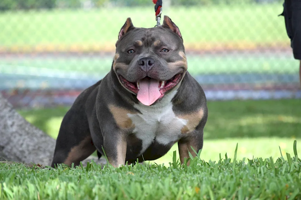 American bully