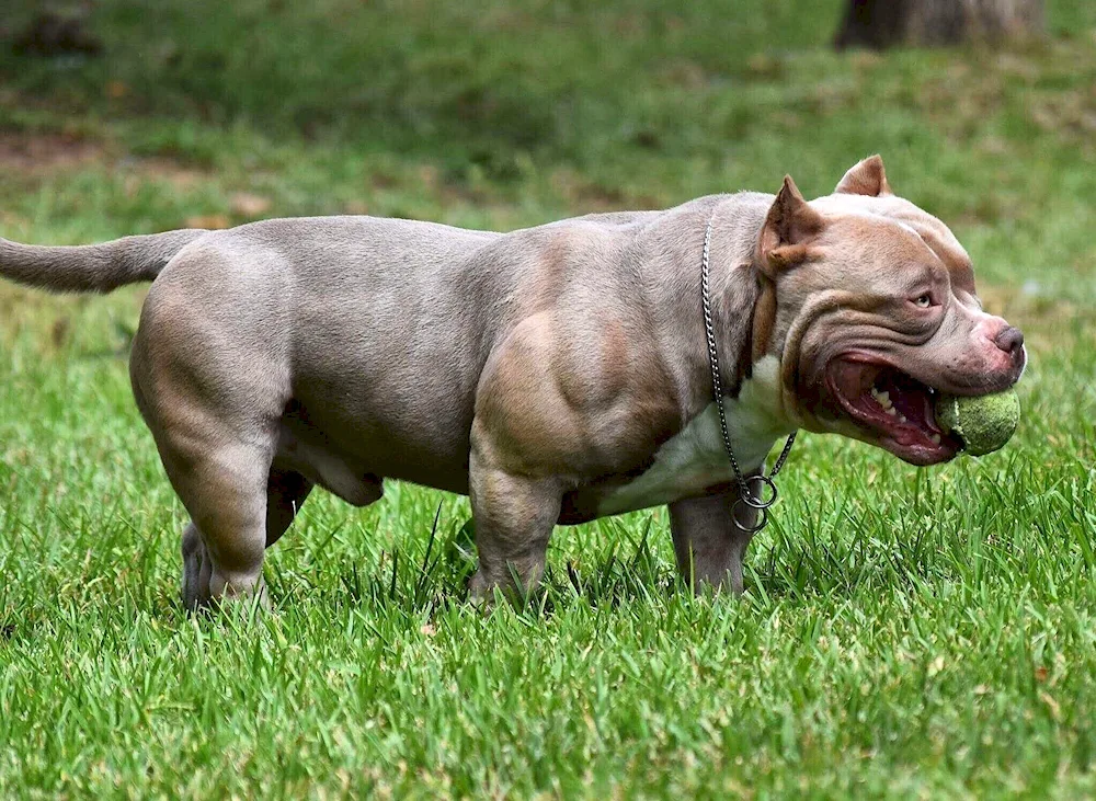 American Bullie