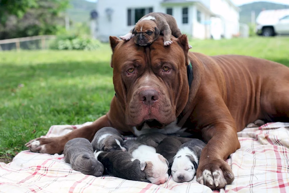 American Bulldog dog