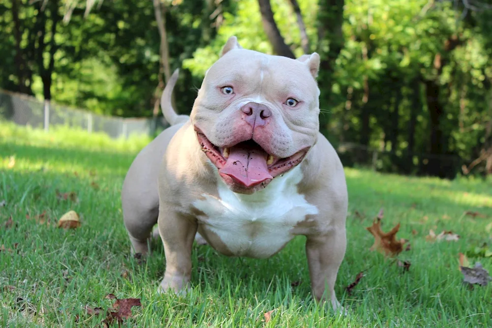 American Bulldog Bullie