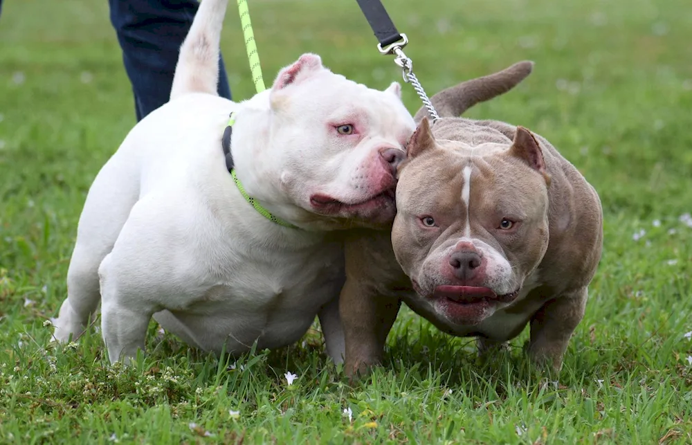 American Bullie Pocket Standard