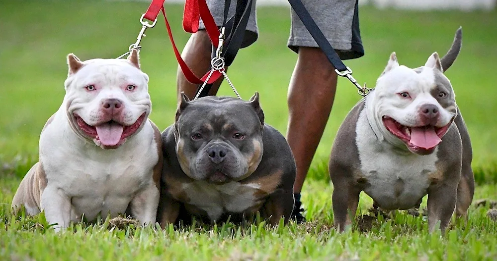 American Bullie dog