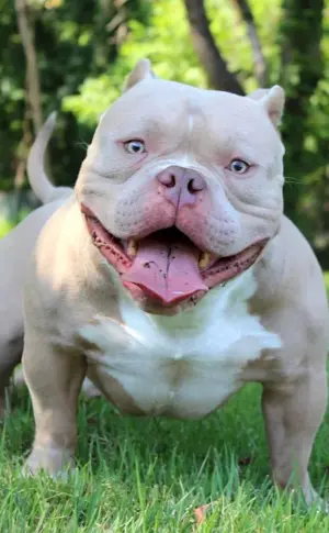 American bully poket