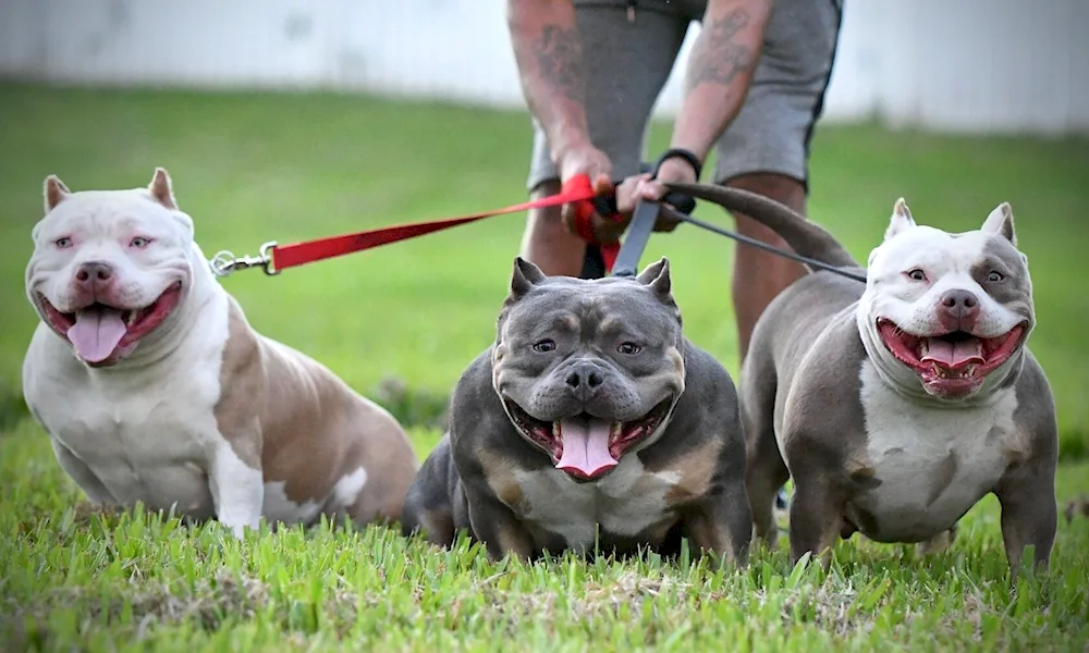 American bully dog