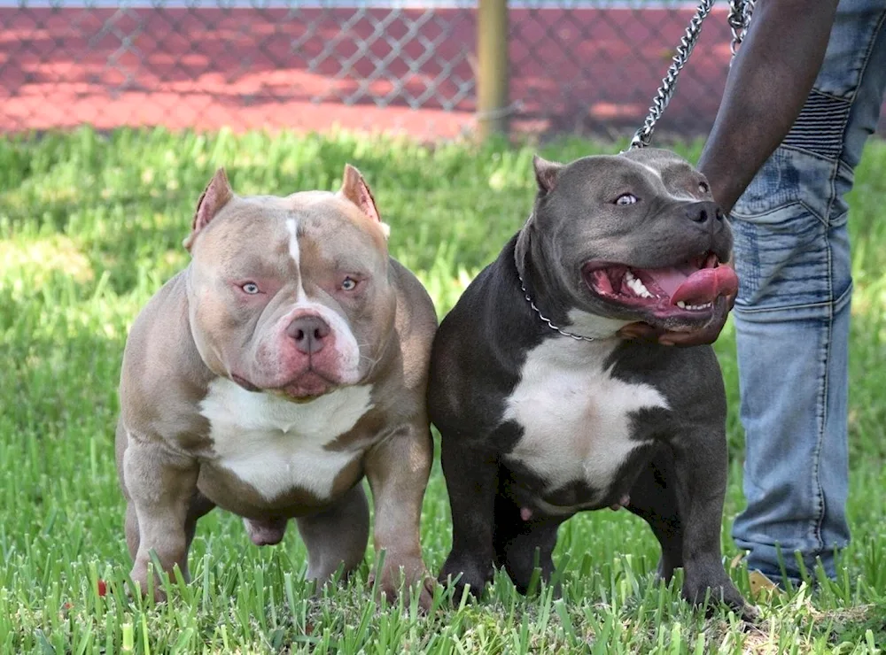 American bully