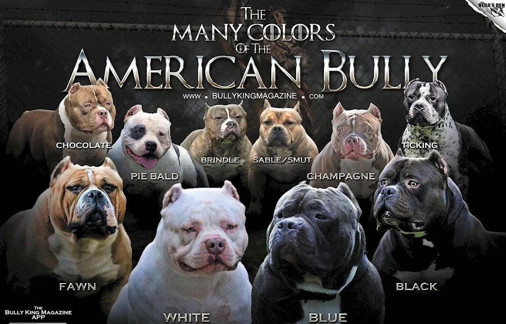 American Miniature Pit Bull Terrier