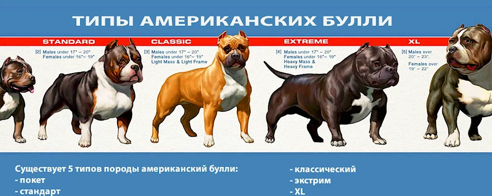 American Bully dog breed