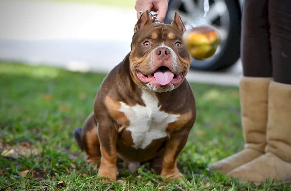 American bully poket standard